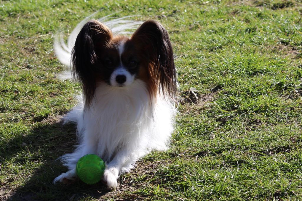 Publication : Du Domaine De Hunaudaye Auteur : Ledewyn Liliane