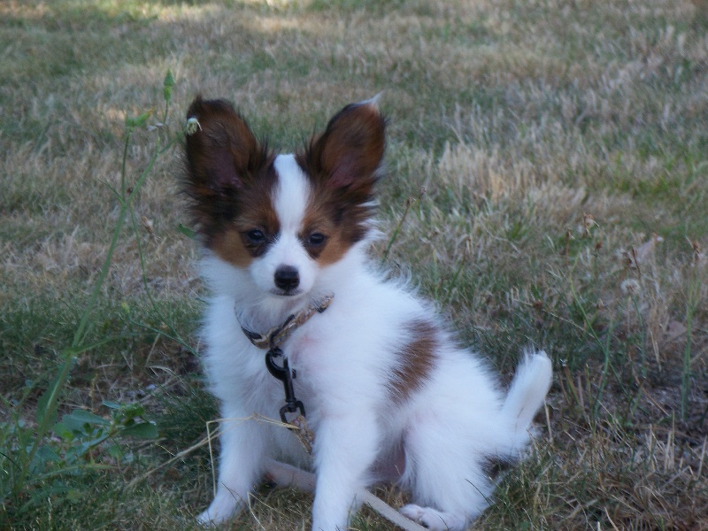 Publication : Du Domaine De Hunaudaye