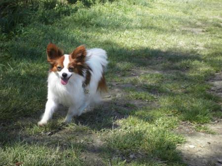 Publication : Du Domaine De Hunaudaye