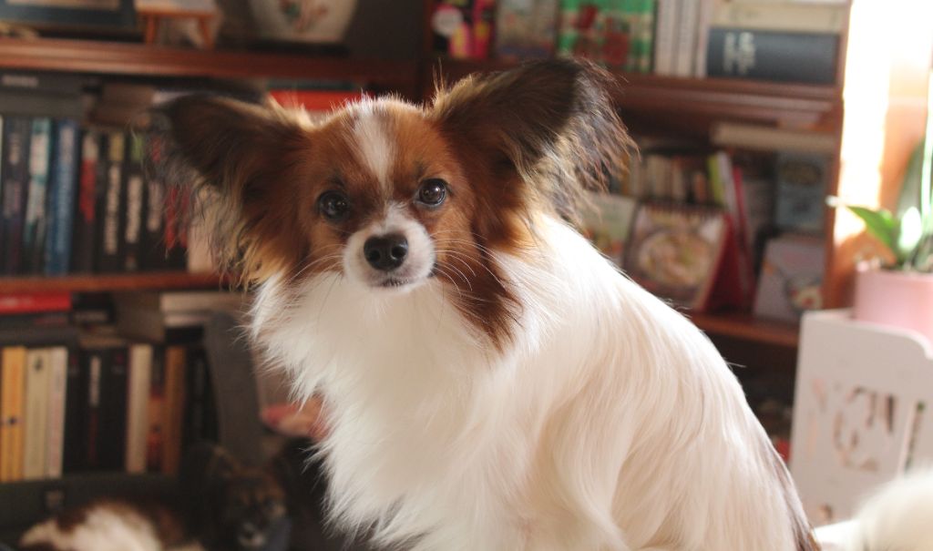 Publication : Du Domaine De Hunaudaye Auteur : Ledewyn Liliane