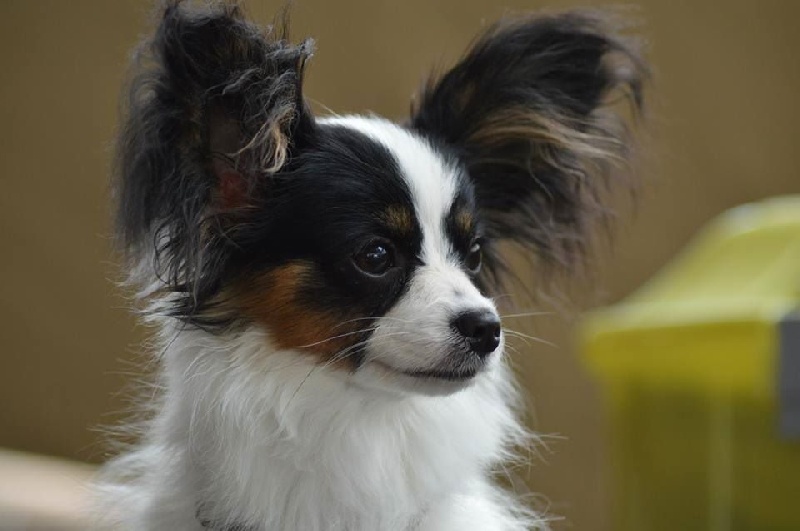 Publication : Du Domaine De Hunaudaye Auteur : Ledewyn Liliane