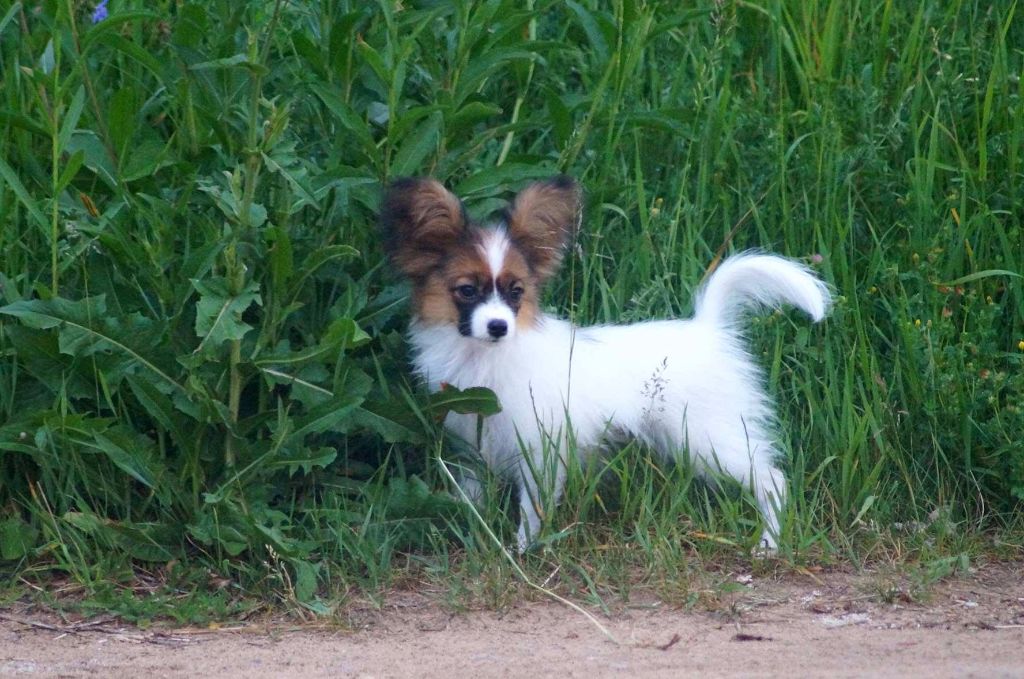 Publication : Du Domaine De Hunaudaye Auteur : Ledewyn Liliane