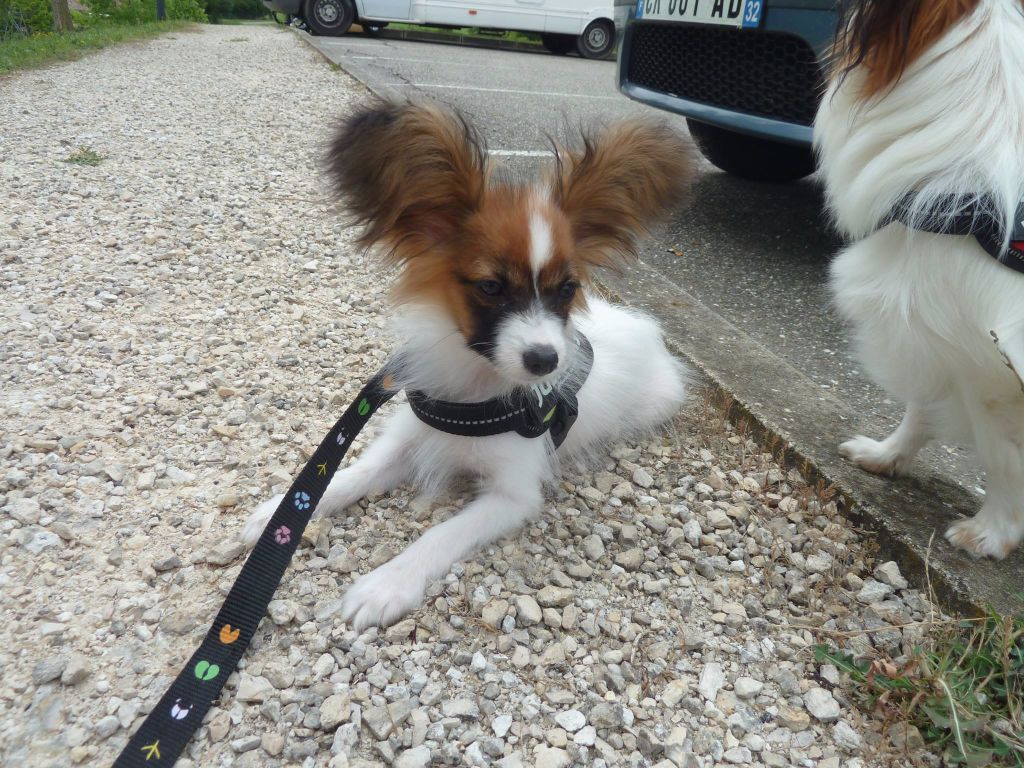 Publication : Du Domaine De Hunaudaye Auteur : Ledewyn Liliane