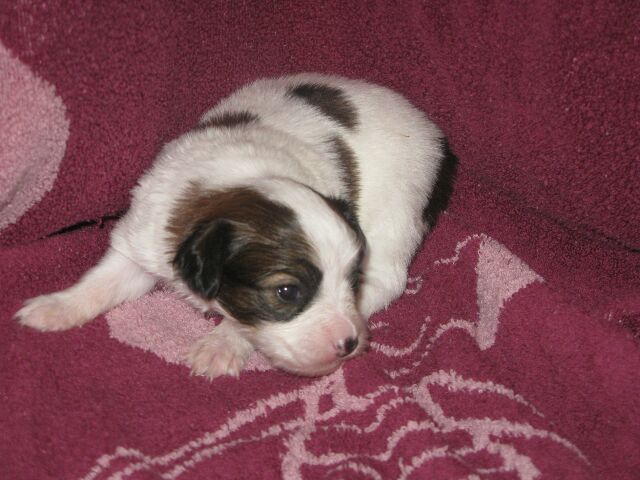 Publication : Du Domaine De Hunaudaye