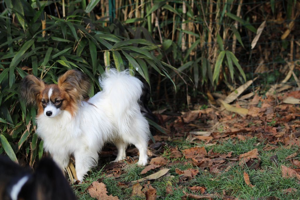 Publication : Du Domaine De Hunaudaye Auteur : Ledewyn Liliane