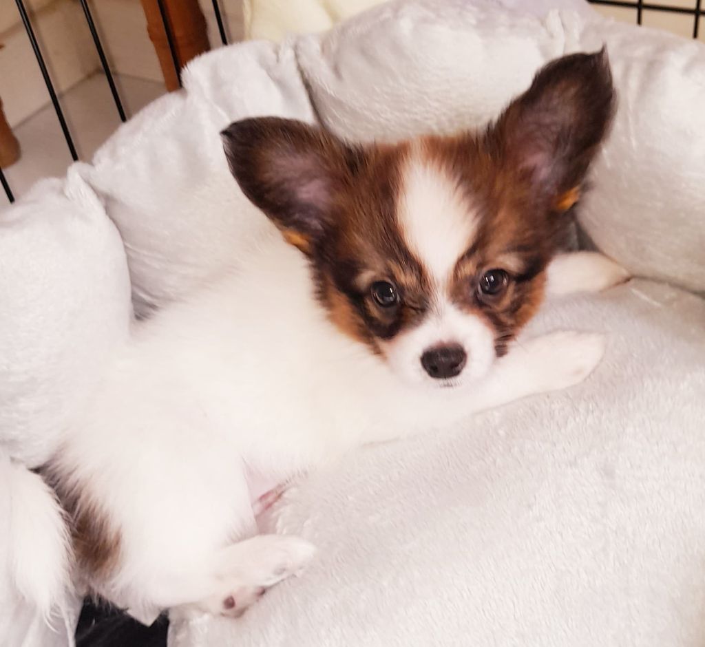 Publication : Du Domaine De Hunaudaye Auteur : Ledewyn Liliane