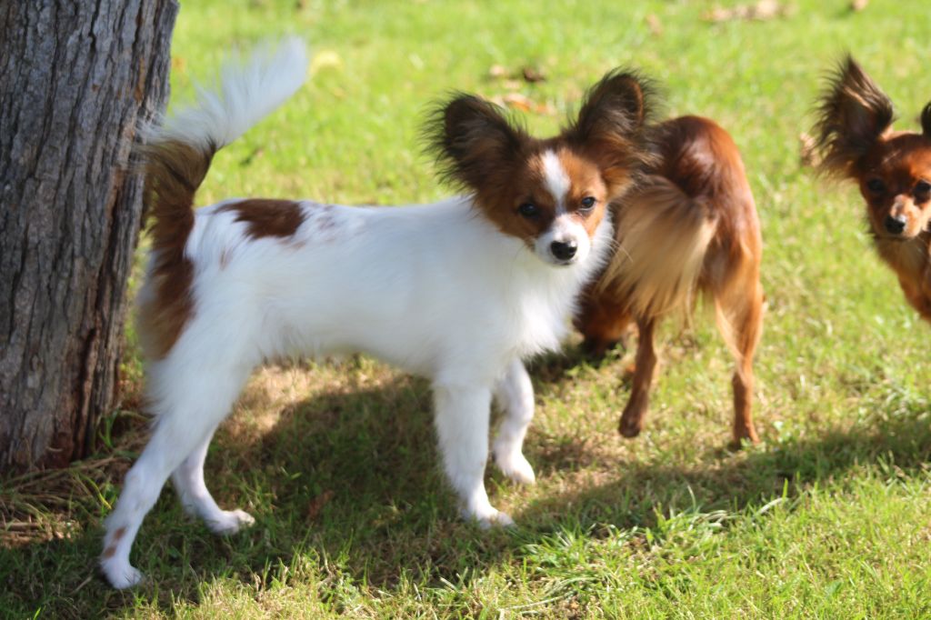 Publication : Du Domaine De Hunaudaye Auteur : Ledewyn Liliane