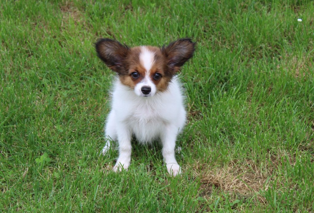 Publication : Du Domaine De Hunaudaye Auteur : Ledewyn Liliane