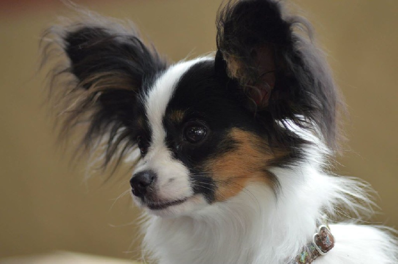 Publication : Du Domaine De Hunaudaye Auteur : Ledewyn Liliane