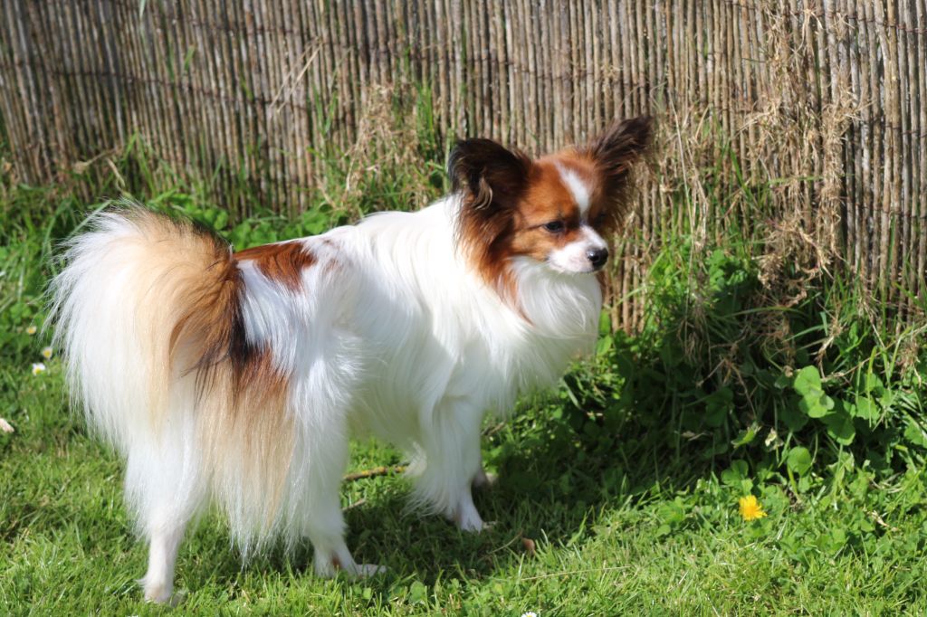 Publication : Du Domaine De Hunaudaye Auteur : Ledewyn Liliane