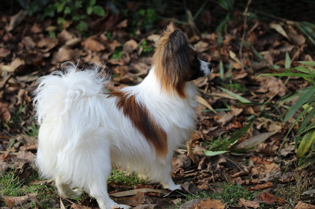 Publication : Du Domaine De Hunaudaye Auteur : Ledewyn Liliane