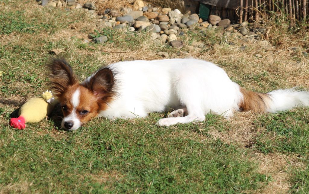 Publication : Du Domaine De Hunaudaye Auteur : Ledewyn Liliane