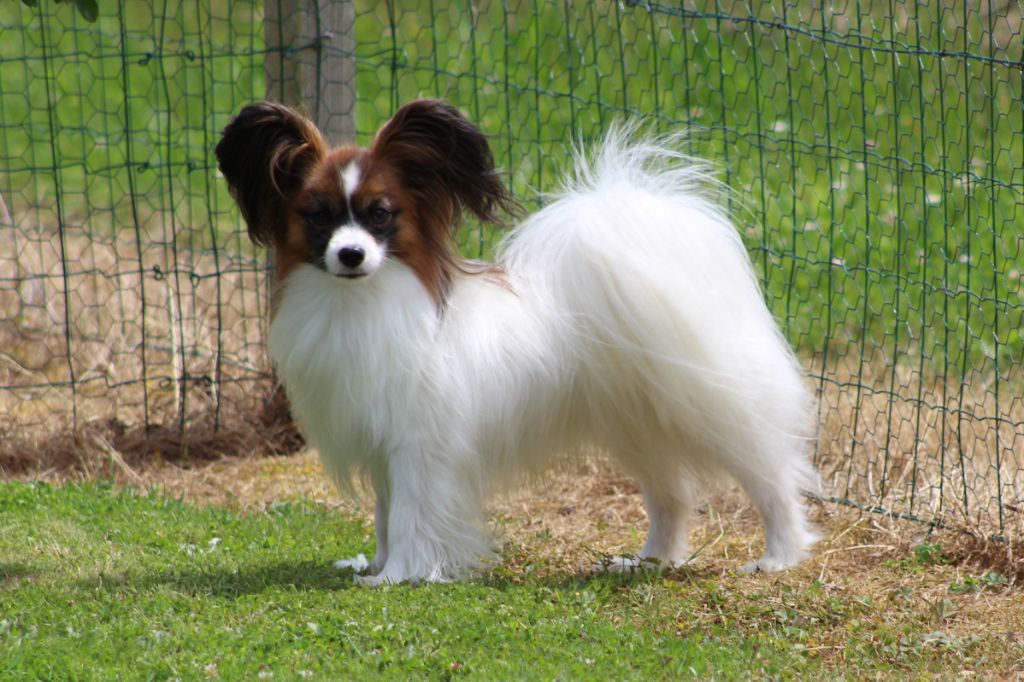 Publication : Du Domaine De Hunaudaye Auteur : Ledewyn Liliane