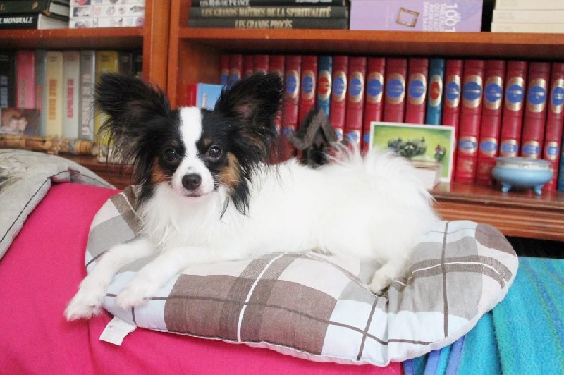 Publication : Du Domaine De Hunaudaye Auteur : Ledewyn Liliane