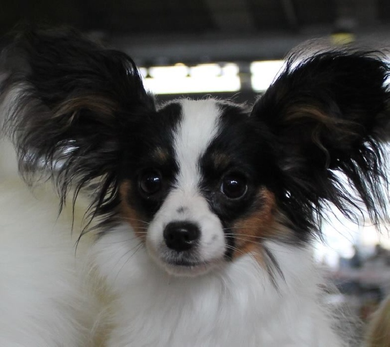 Publication : Du Domaine De Hunaudaye Auteur : Ledewyn Liliane