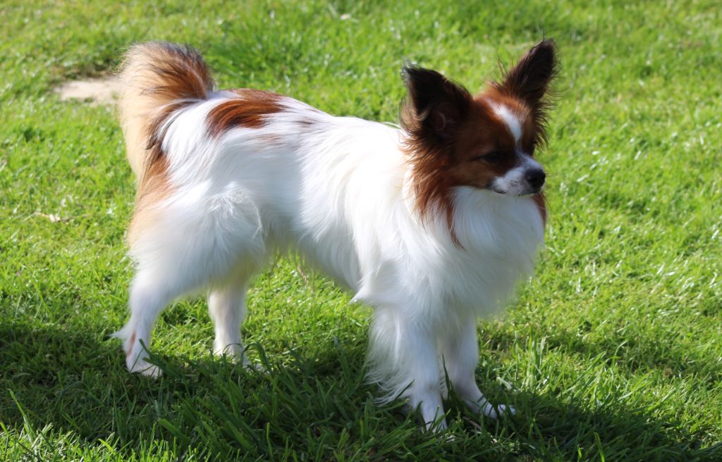 Publication : Du Domaine De Hunaudaye Auteur : Ledewyn Liliane