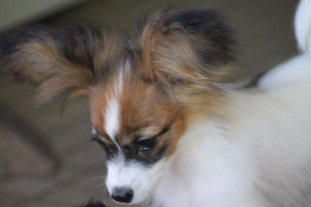 Publication : Du Domaine De Hunaudaye Auteur : Ledewyn Liliane