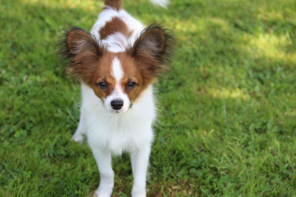 Publication : Du Domaine De Hunaudaye Auteur : Ledewyn Liliane