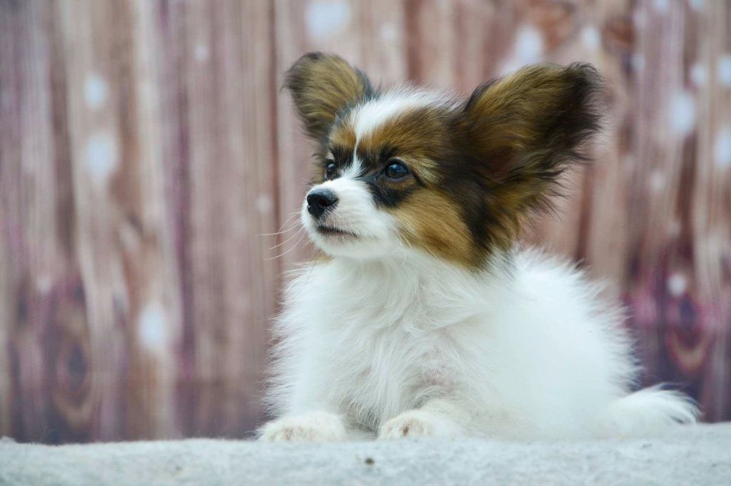 Publication : Du Domaine De Hunaudaye Auteur : Ledewyn Liliane