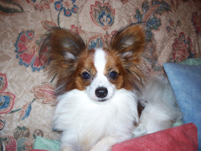 Publication : Du Domaine De Hunaudaye