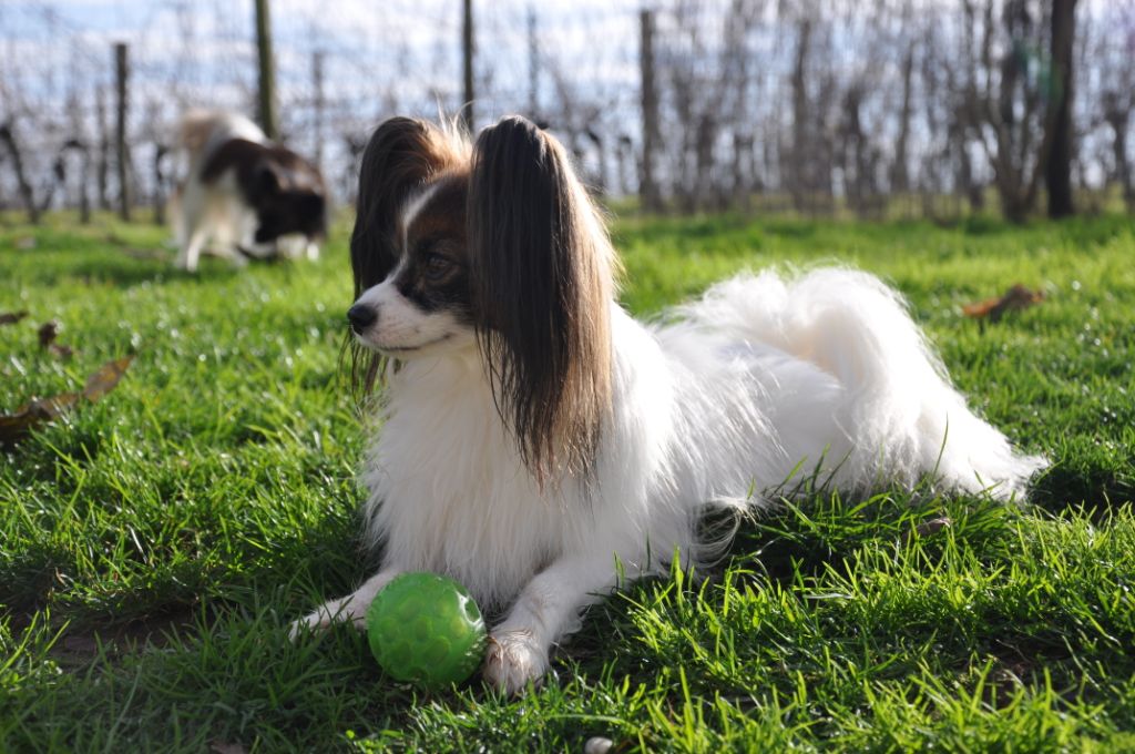 Publication : Du Domaine De Hunaudaye Auteur : Ledewyn Liliane