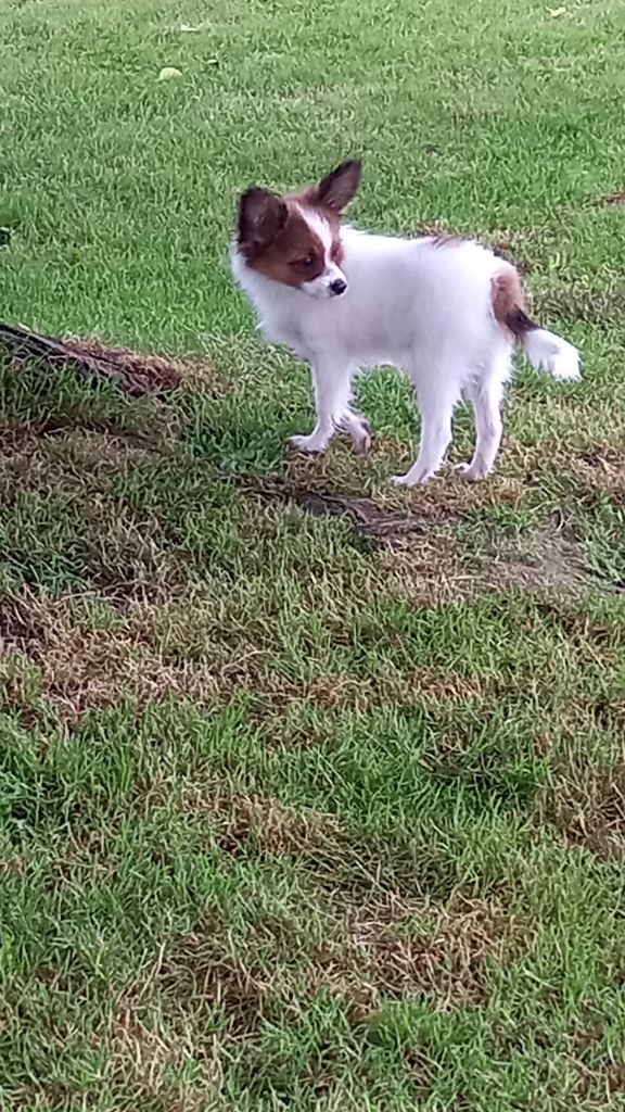 Publication : Du Domaine De Hunaudaye Auteur : Ledewyn Liliane