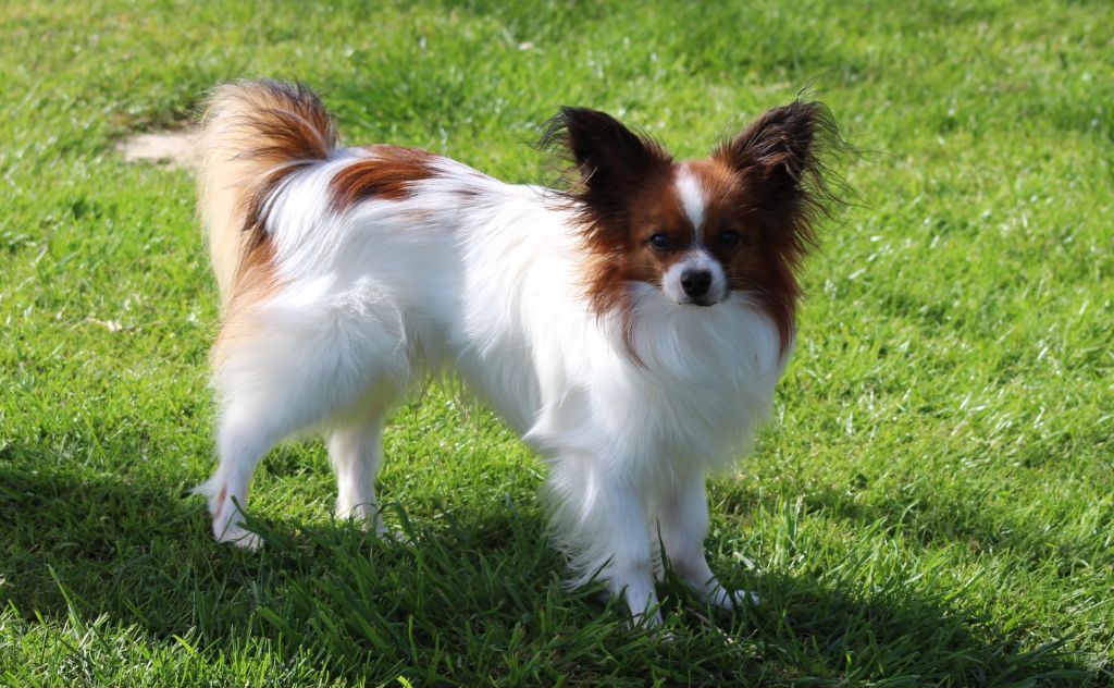 Publication : Du Domaine De Hunaudaye Auteur : Ledewyn Liliane