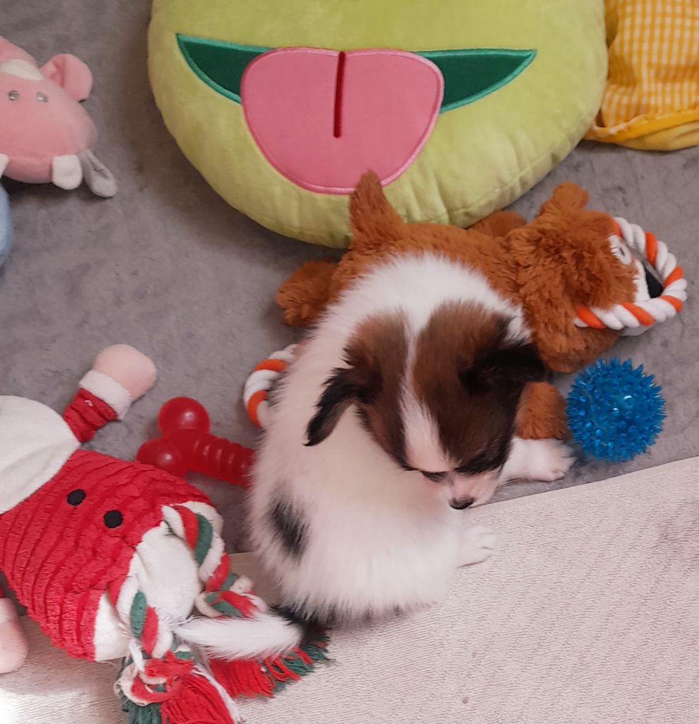 Publication : Du Domaine De Hunaudaye Auteur : Ledewyn Liliane