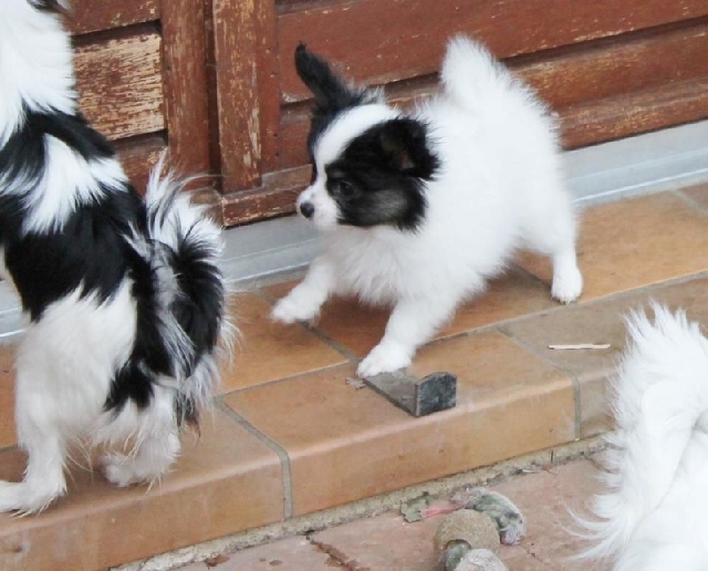 Publication : Du Domaine De Hunaudaye Auteur : Ledewyn Liliane