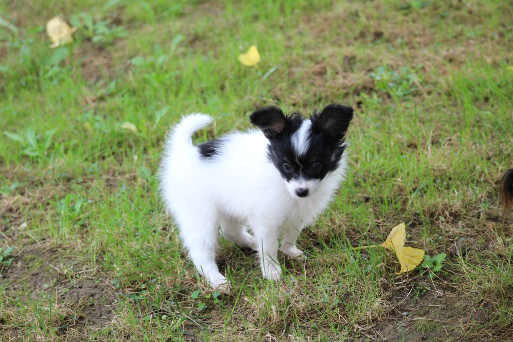 Chiot Elevage Du Domaine De Hunaudaye Eleveur De Chiens