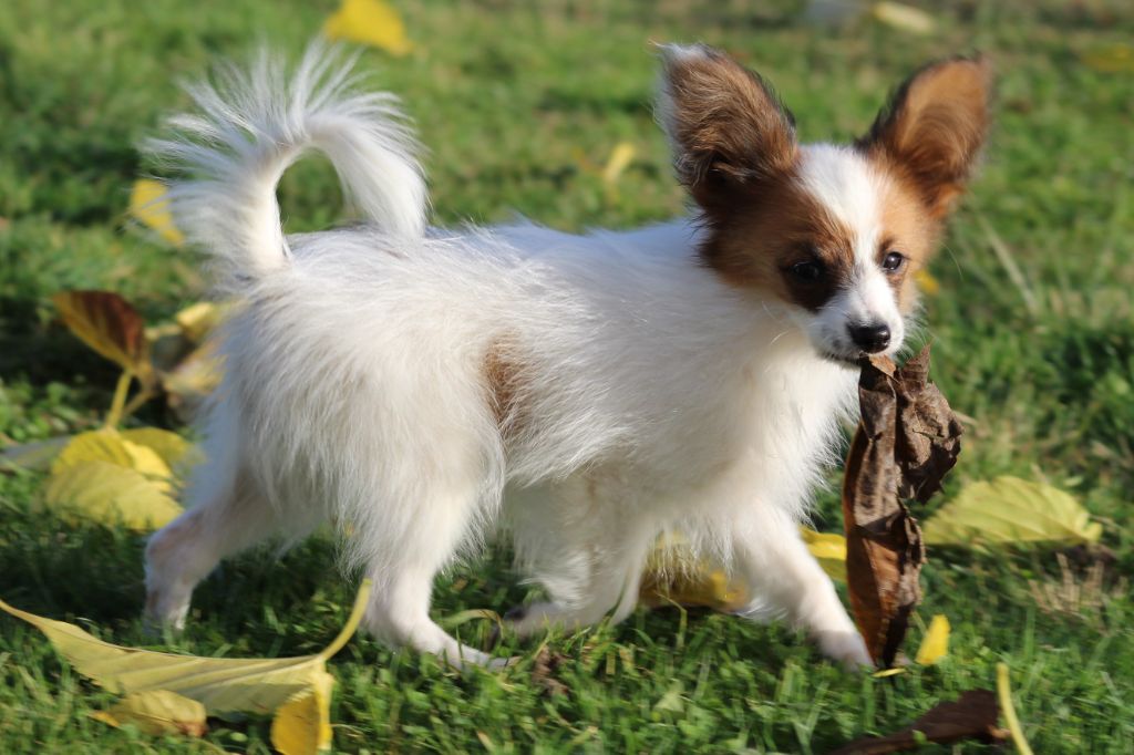 Accueil Elevage De La Vallée De La Py Eleveur De Chiens