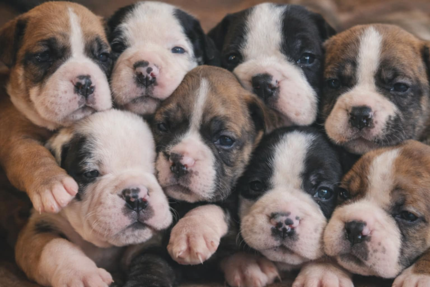 Bulldog continental - de la vallée de Saint Georges