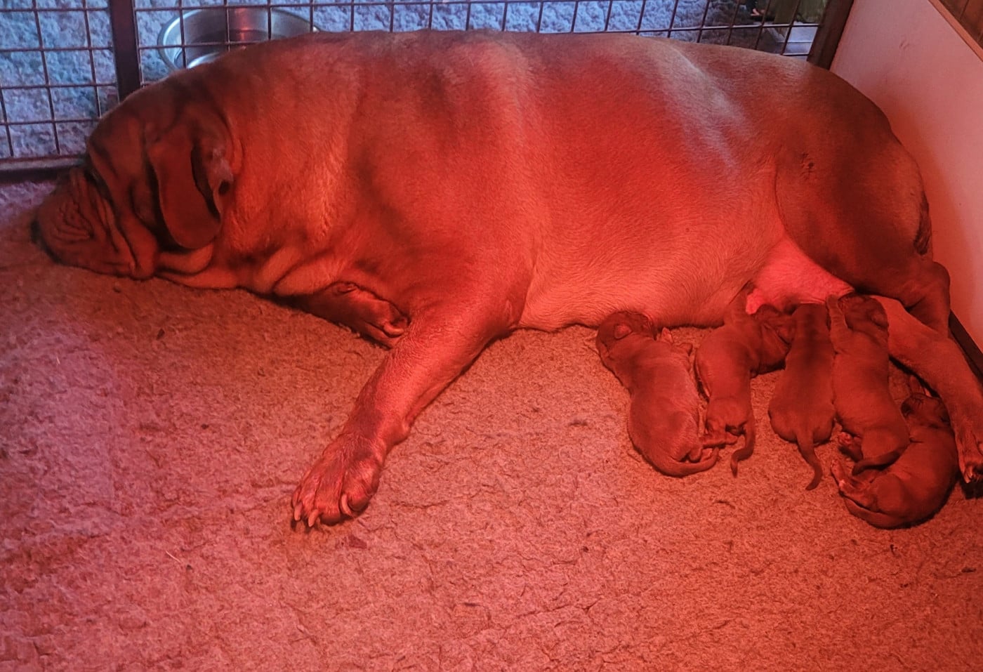 Chiot N°4 - Dogue de Bordeaux