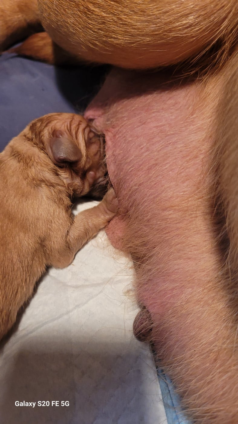 CHIOT 2 - Dogue de Bordeaux