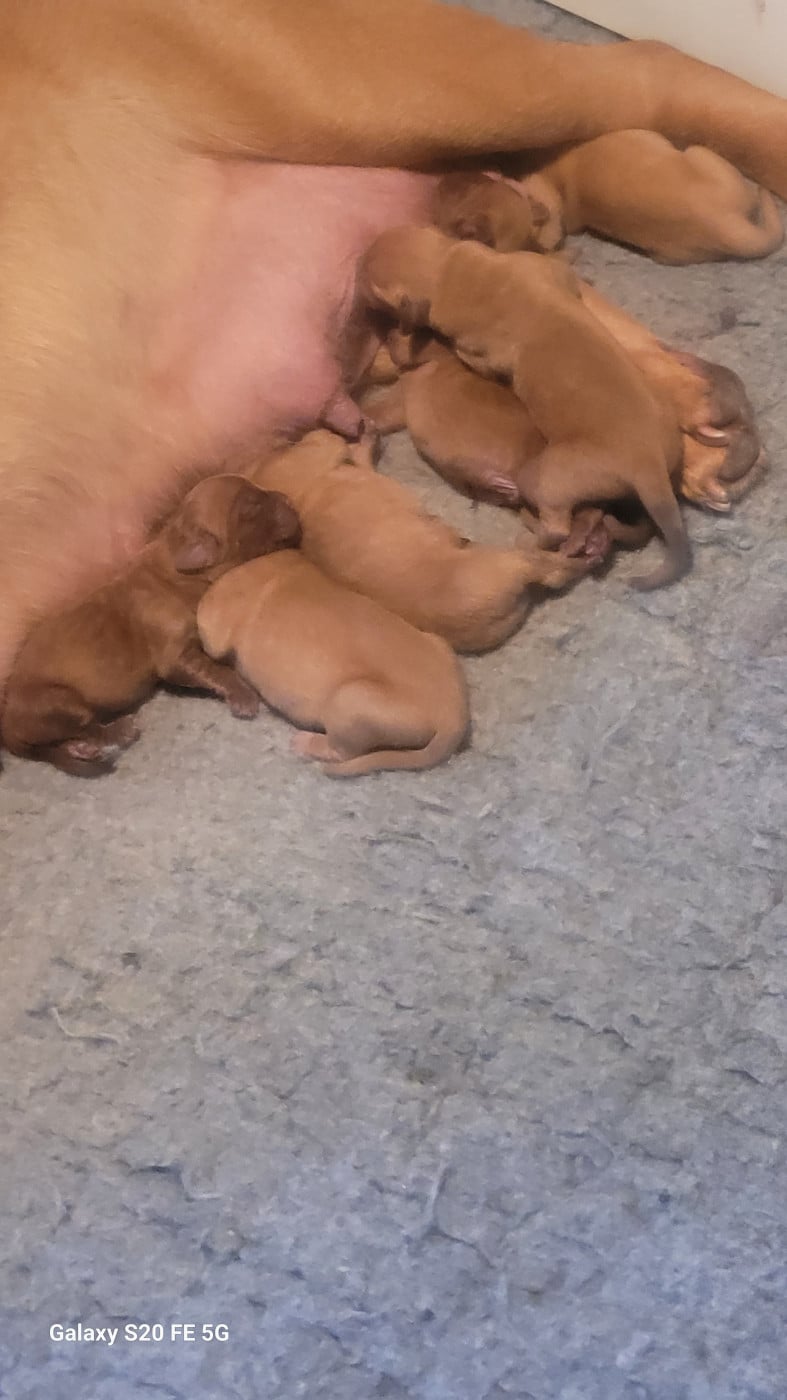 CHIOT 4 - Dogue de Bordeaux