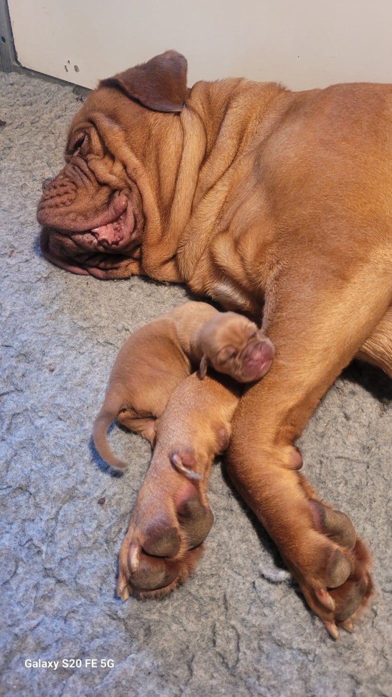 CHIOT 3 - Dogue de Bordeaux