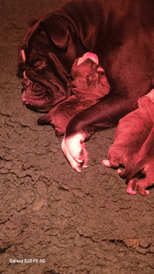 Les chiots de Bulldog continental