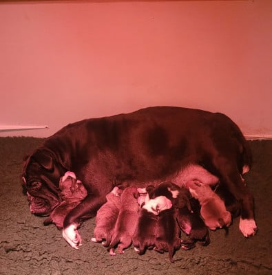 CHIOT 3 - Bulldog continental