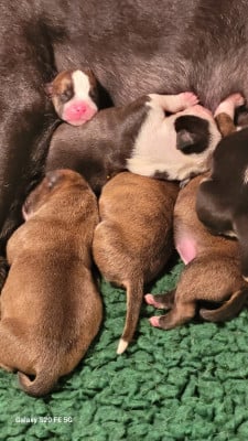 Les chiots de Bulldog continental