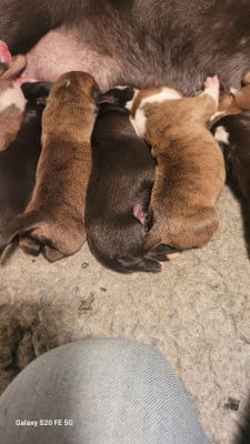 CHIOT 5 - Bulldog continental