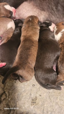 Les chiots de Bulldog continental