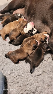 CHIOT 7 - Bulldog continental