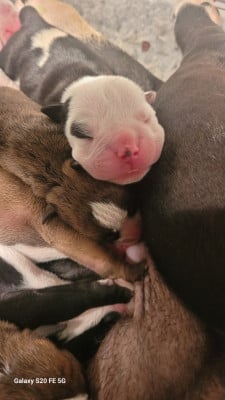 CHIOT 8 - Bulldog continental