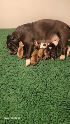CHIOT 9 - Bulldog continental