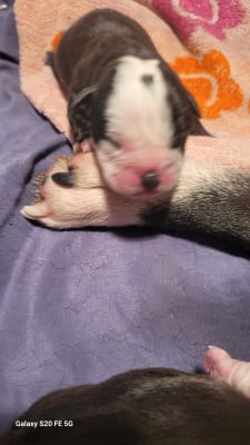 CHIOT 10 - Bulldog continental