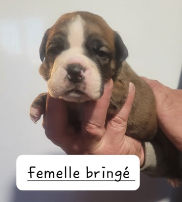 Les chiots de Bulldog continental