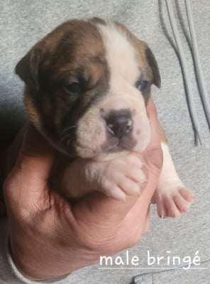 Les chiots de Bulldog continental