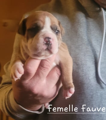 Les chiots de Bulldog continental