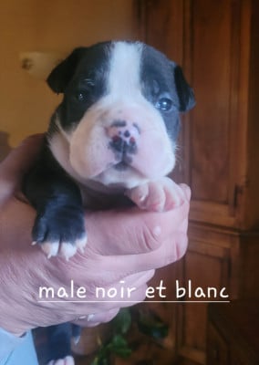Les chiots de Bulldog continental
