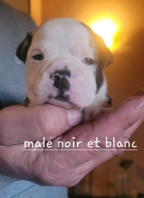 Les chiots de Bulldog continental